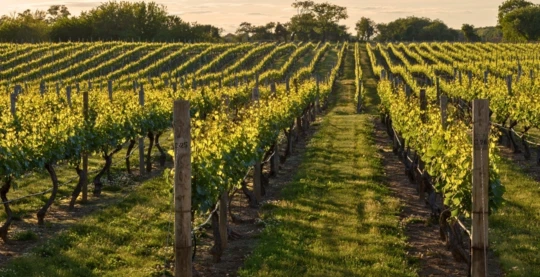 Visite des vignobles locaux