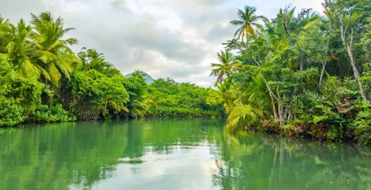 Indian River: A Magical Journey into the World of Pirates of the Caribbean