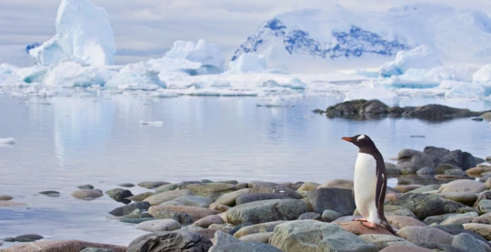Field Trip to Cuverville Island