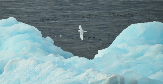 Watching wandering albatrosses and petrels