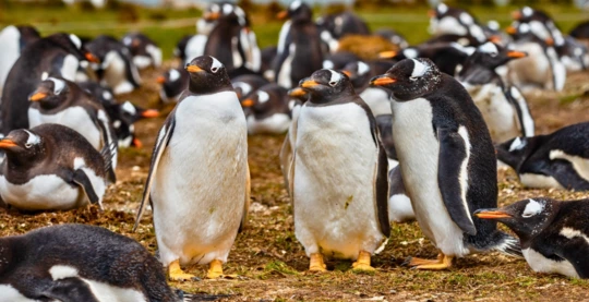Port Stanley - Gentoo penguins at Newan Station
