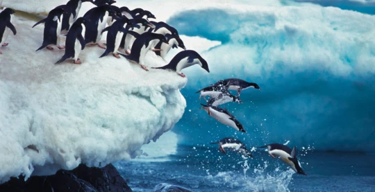 Watching Adélie penguins
