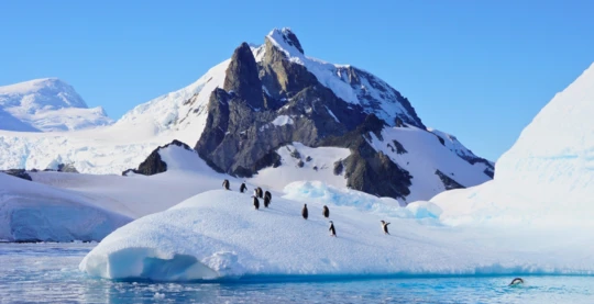 Watching Gentoo Penguins