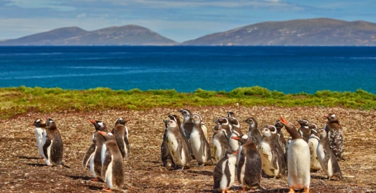 Tour of Saunders Island