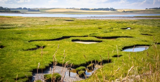 Excursión por el estuario del Ythan