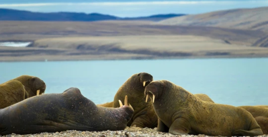 Visita a Nordaustlandet