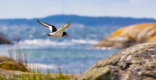 Seabird Watching