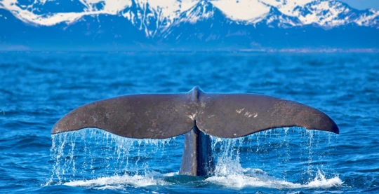 Whale Watching