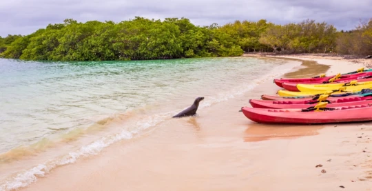 Kayak