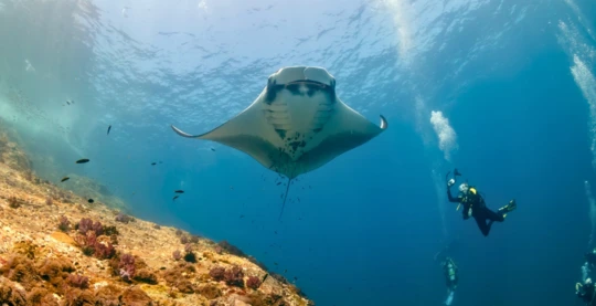 Immersione con le mante