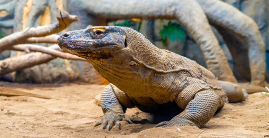 Osservazione dei draghi di Komodo a Rinca