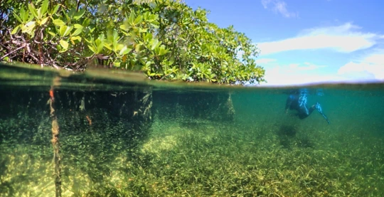 Snorkeling dans les mangroves