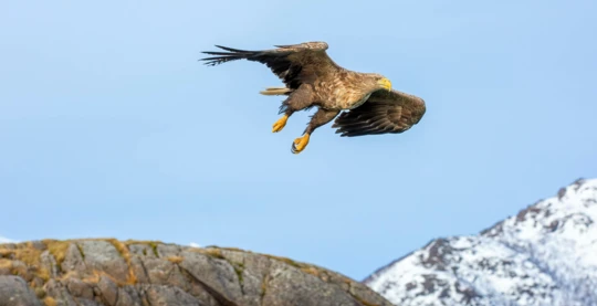 Safari aux oiseaux et Cap Nord