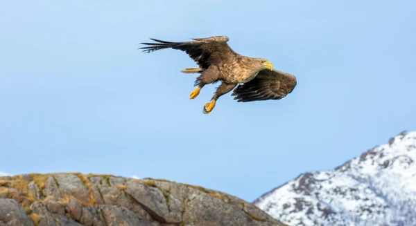 Safari aux oiseaux et Cap Nord