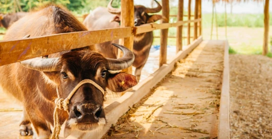 Visite de la Laos Buffalo Dairy Farm