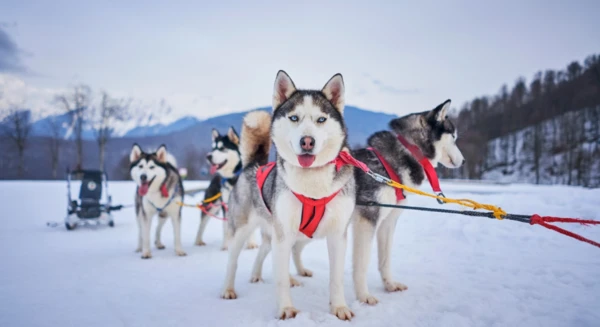 Excursion en traîneau à chiens à travers la vallée de Bolterdalen