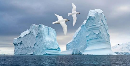 Observation des oiseaux marins