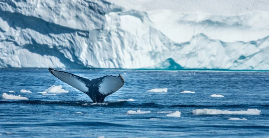 Observation de la faune antarctique