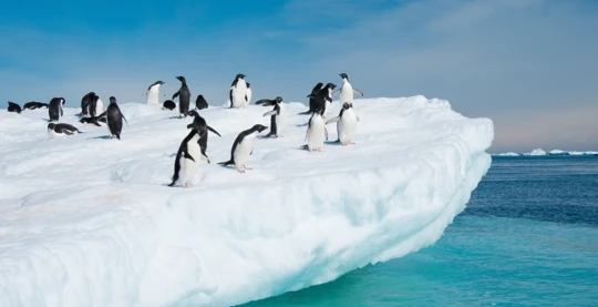 Besuch einer Pinguinkolonie