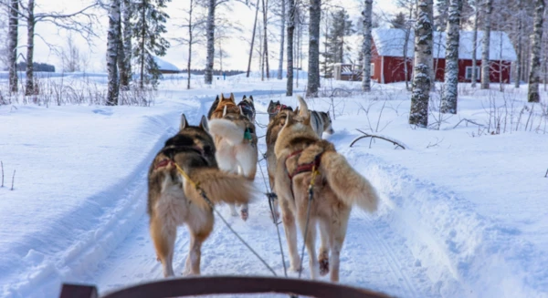 Safari en traîneau de chiens