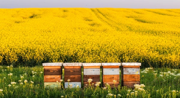 Visite d'un verger et d'une ferme apicole