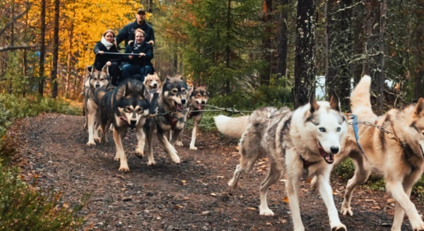 Excursion en chiens de traîneau sur roues