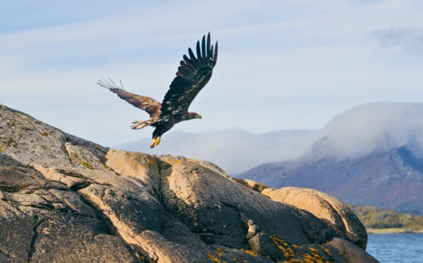 Croisière vers le Trollfjord et rencontre avec les aigles de mer