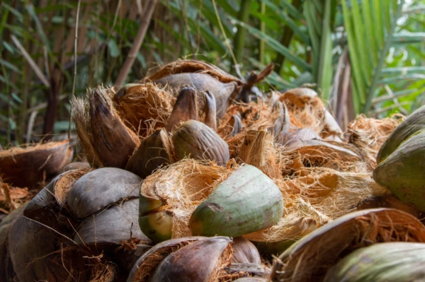 Visite d’un atelier traditionnel de transformation des fibres de coco