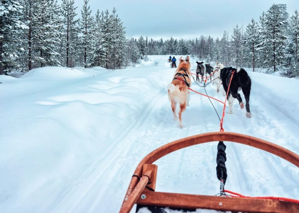 Sortie en traîneau de huskys