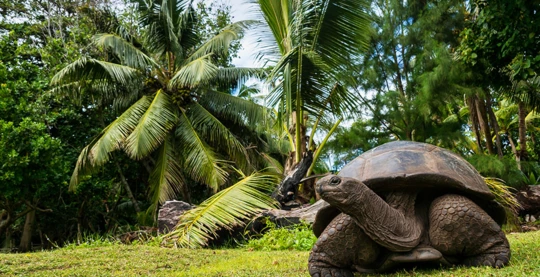Curieuse: Naturaleza Salvaje y Tortugas Gigantes