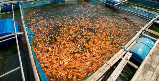 Visite d’une ferme d'élevage de poissons