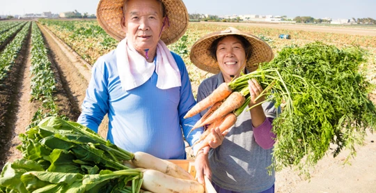 Visite des champs de légumes saisonniers