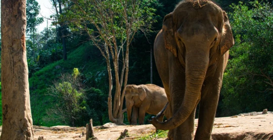 Visite du sanctuaire de conservation d'éléphants