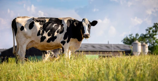 Visita a una granja lechera