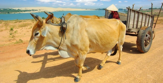 Visite en char à bœufs