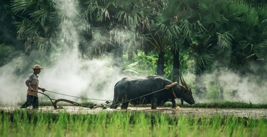 Visite du Laos Buffalo Farm