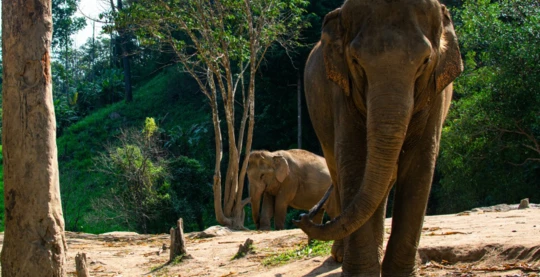 Visite d'un sanctuaire d'éléphants