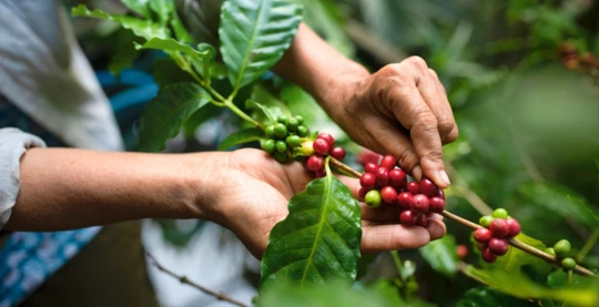 Vietnam Coffee Industry Tour
