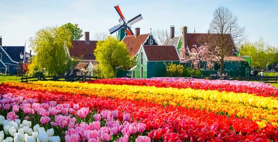 Visite au parc floral du Keukenhof