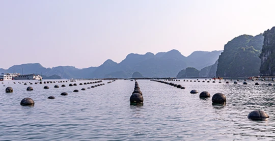 Visite de la plus grande ferme perlière de la baie d'Halong, Tung Sau
