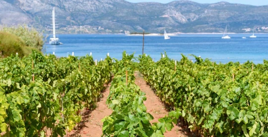 Panoramic drive through vineyards to visit the famous sandy beach Lumbarda
