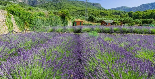 Visit to the Lavender Museum and distillery