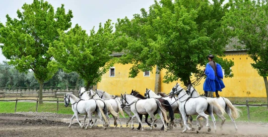 Excursión a la Puszta