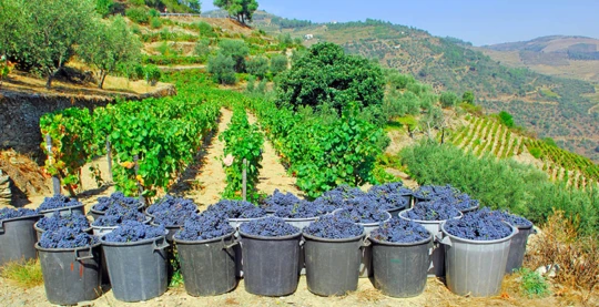 Degustazione di Pinhao e vino Porto