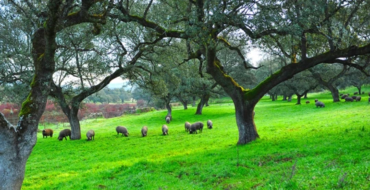 Visite d’un pâturage sur la route du jambon