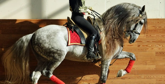 Excursion à l’Alcazar et la cathédrale de Jerez