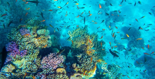 Plongée en apnée à Sharm El Luli