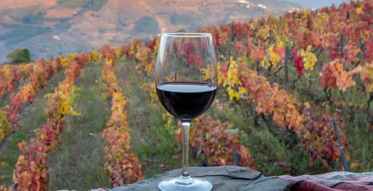 Scoperta di una quinta e degustazione di vini