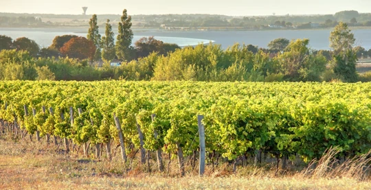 La route du Muscadet