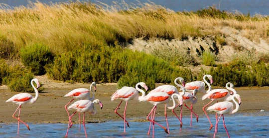 Découverte de la Camargue en 4x4